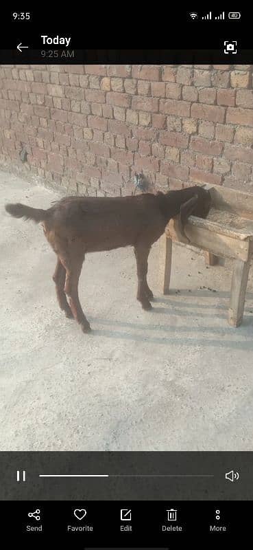 healthy and active nagra bakri 2