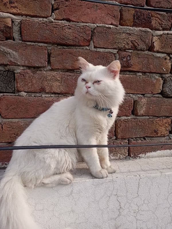 Persian triple coated Male. 1