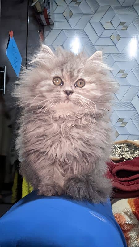 Persian cat 0