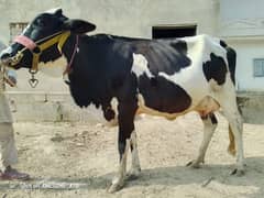 Frizan cow (18)