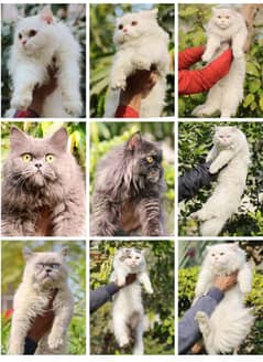 Persian | Tripple Coat | Fluffy | Cute face | Blue eye | Billi | Cat