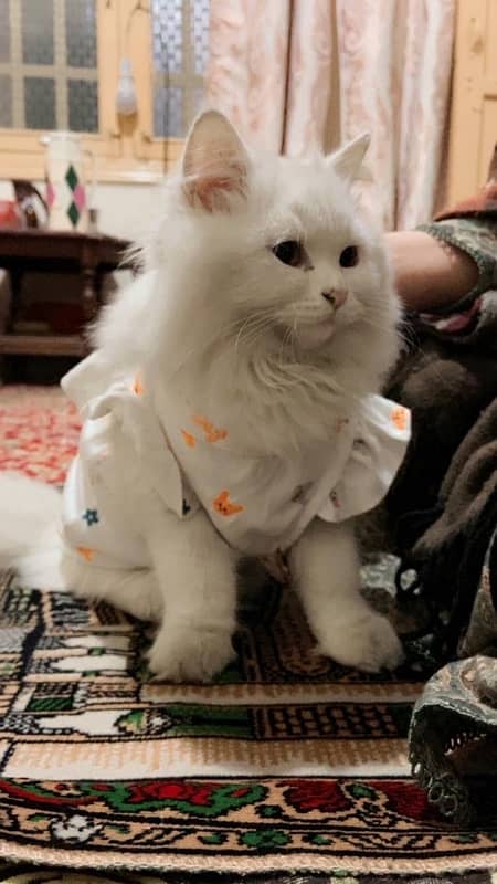 female white Persian kitten triple coated semi punch face 1