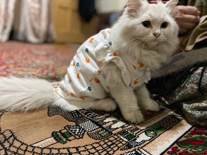 female white Persian kitten triple coated semi punch face 2