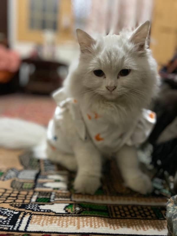 female white Persian kitten triple coated semi punch face 3