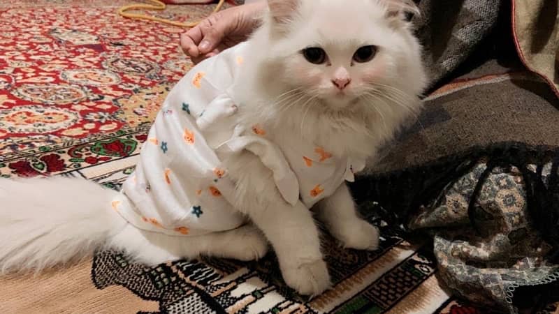 female white Persian kitten triple coated semi punch face 4