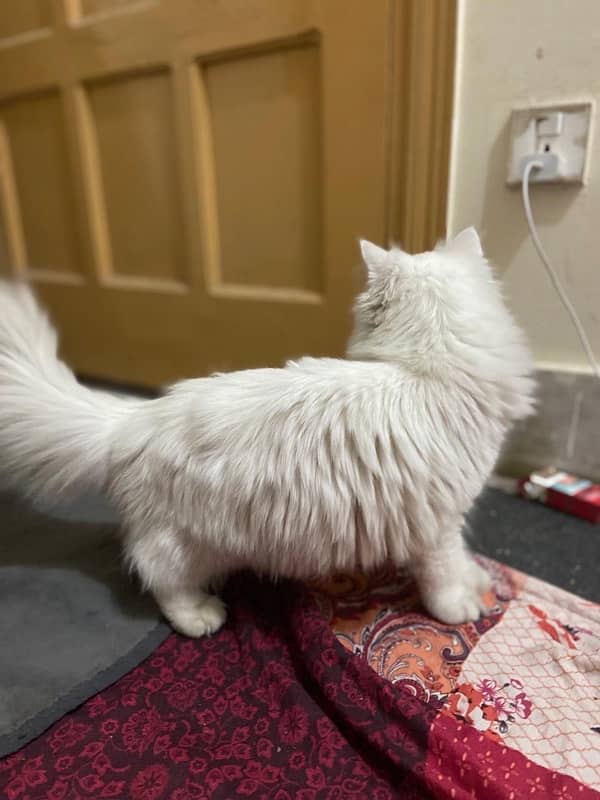 female white Persian kitten triple coated semi punch face 5