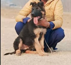 German Shepherd Dog / German Shepherd Male Long Coat Dog For Sale