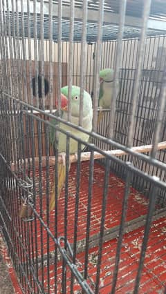 Raw parrot  pair for sale