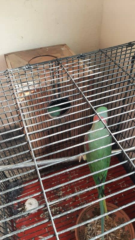 Raw parrot  pair for sale 2