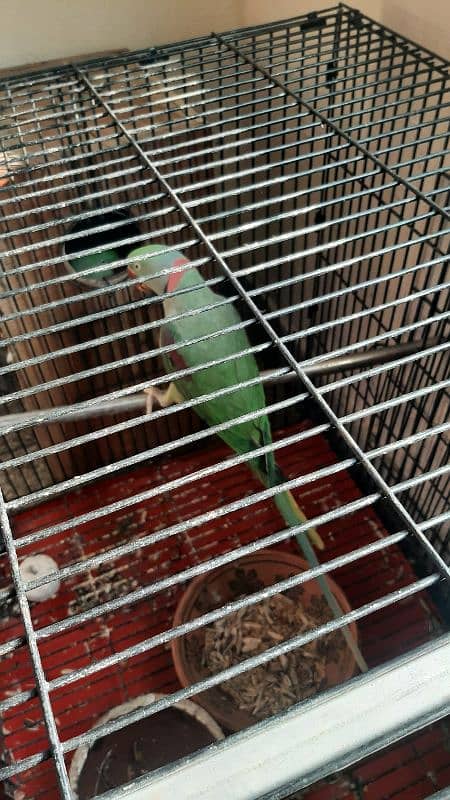 Raw parrot  pair for sale 3