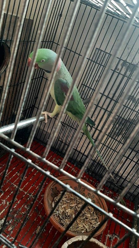 Raw parrot  pair for sale 5