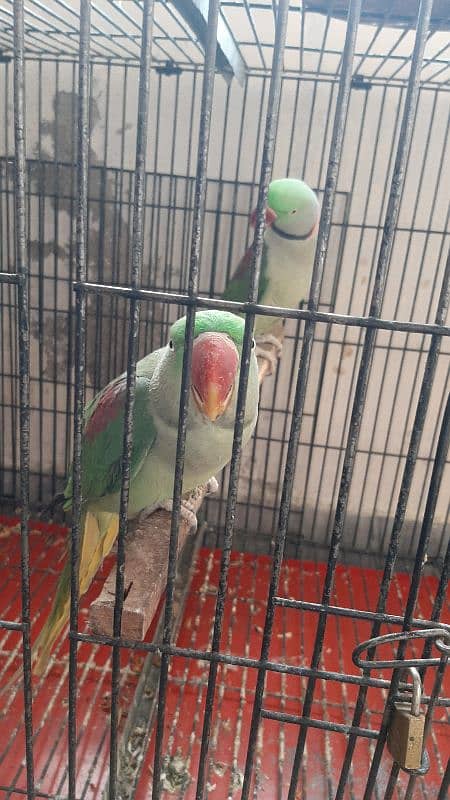 Raw parrot  pair for sale 6