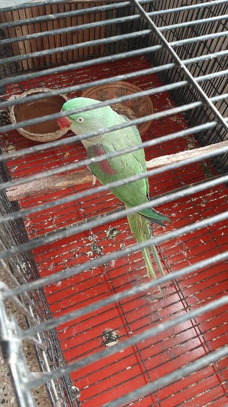 Raw parrot  pair for sale 7