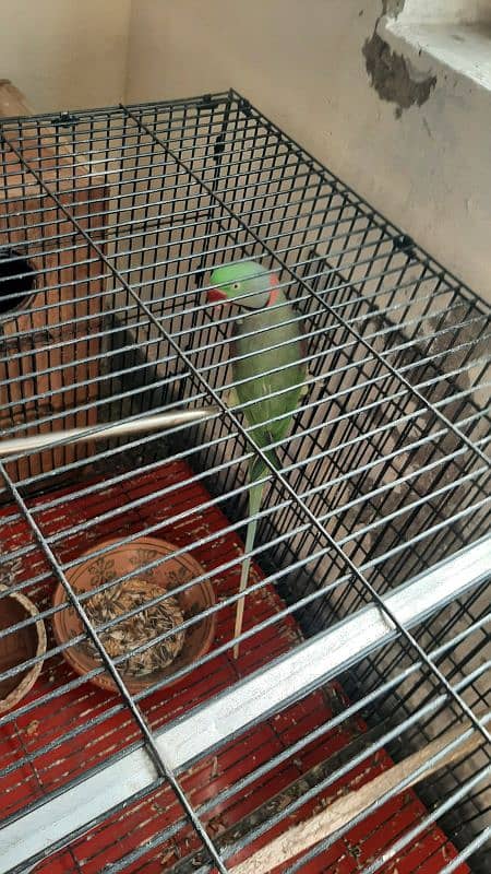 Raw parrot  pair for sale 8