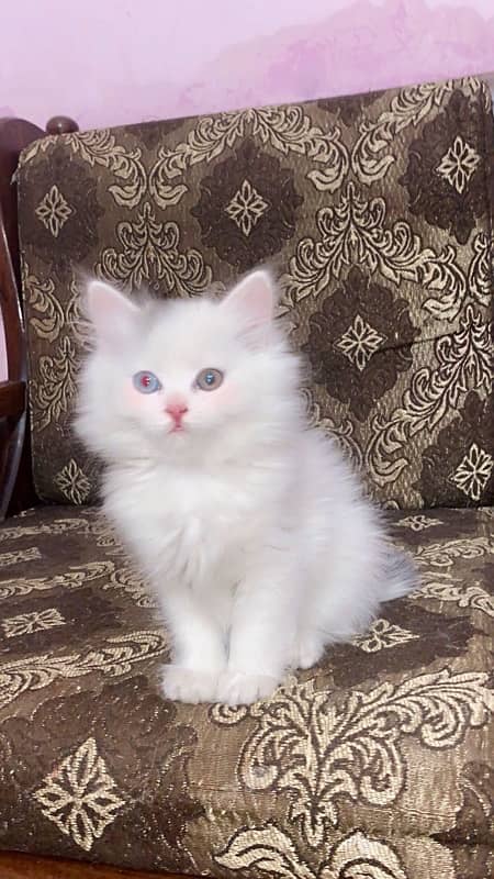 Odd eyes tripple coat kitten ( male ) 0