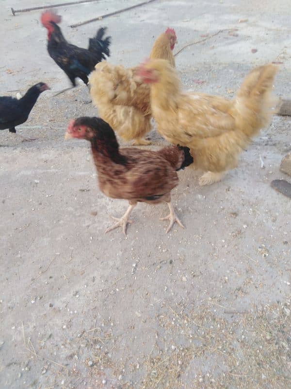 Aseel and dasi hens for sale. 9