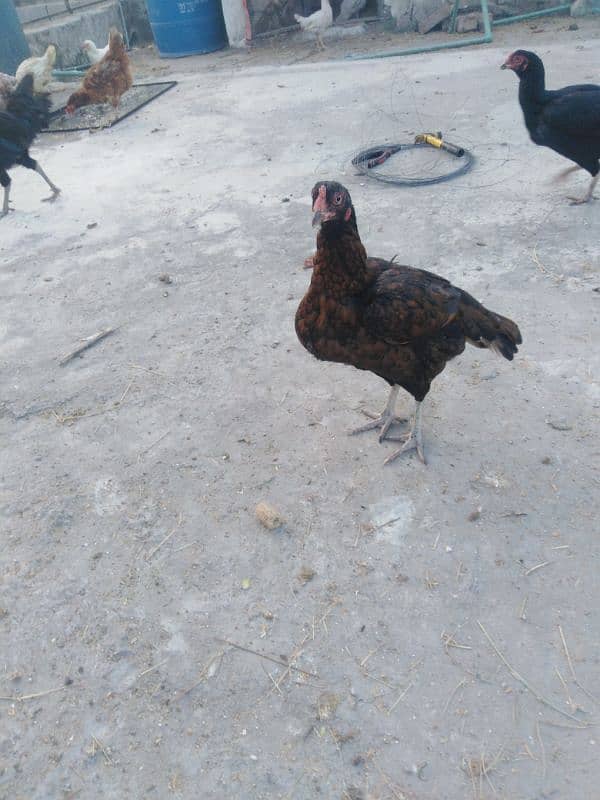 Aseel and dasi hens for sale. 10