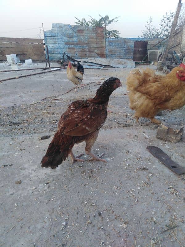 Aseel and dasi hens for sale. 13