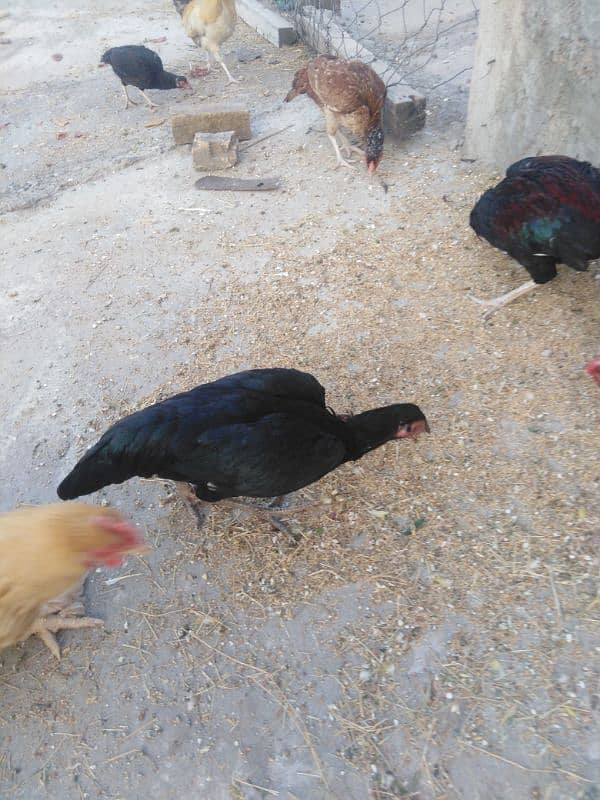 Aseel and dasi hens for sale. 14