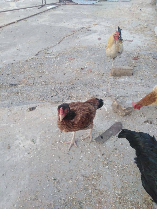 Aseel and dasi hens for sale. 18