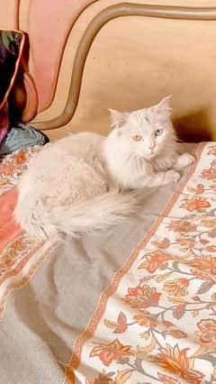 pure white persian cat Dual coloured eyes