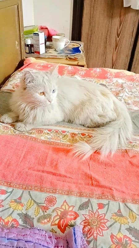 pure white persian cat Dual coloured eyes 3