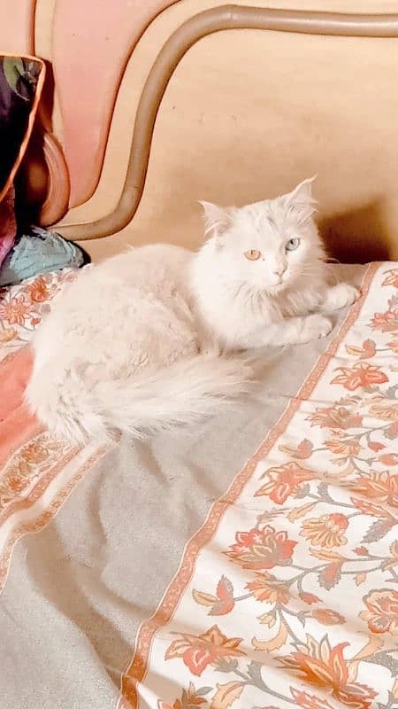 pure white persian cat Dual coloured eyes 4