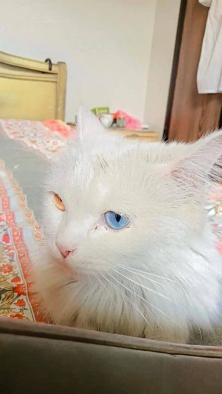 pure white persian cat Dual coloured eyes 5