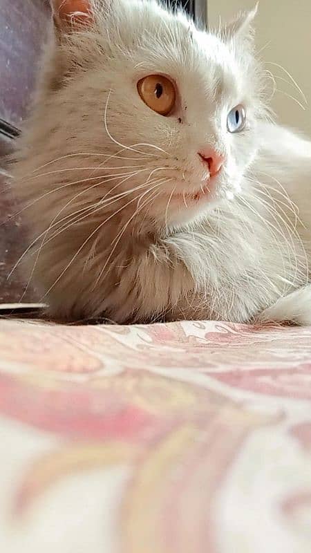 pure white persian cat Dual coloured eyes 6