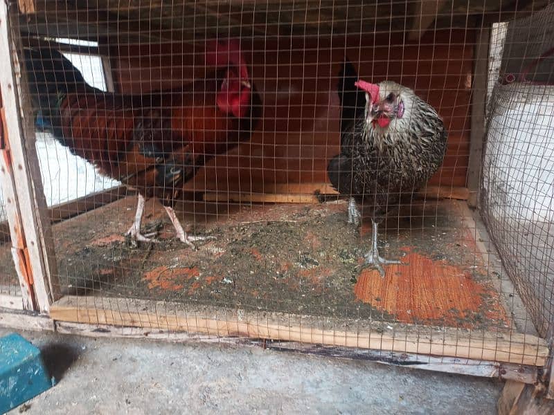 10 month age egg laying pair 5