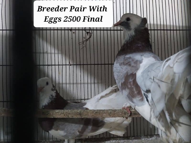 Healthy And Active Breeder Pairs For sell Urgent 2