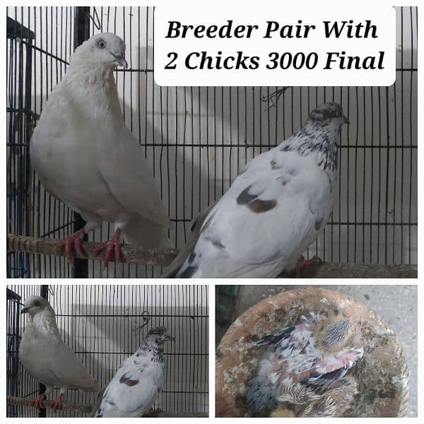 Healthy And Active Breeder Pairs For sell Urgent 4