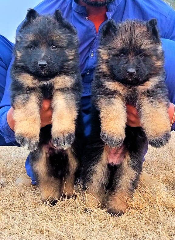 German Shepherd Pair / German Shepherd Triple Coat Puppies For Sale 0