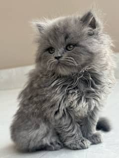 persian kitten male age 2month Thriple coat