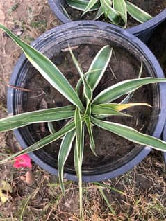 Chlorophytum