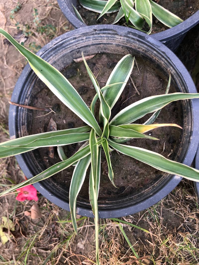 Chlorophytum comosum plants indor beutiful . 0