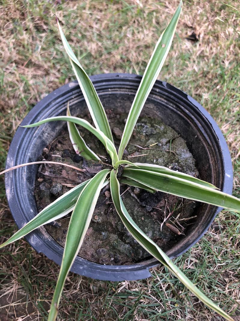 Chlorophytum comosum plants indor beutiful . 3