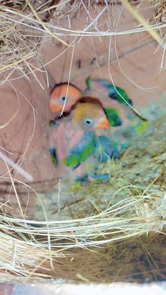 Split Dilute 1st clutch chicks on handfeed