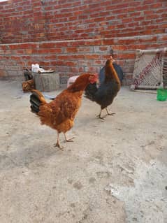 Desi Murghain , Chickens