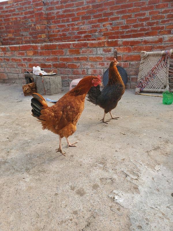 Desi Murghain , Chickens 0