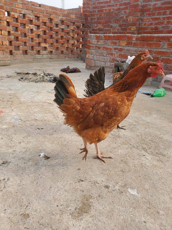 Desi Murghain , Chickens 2