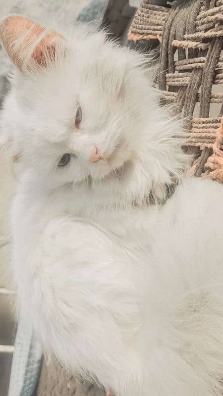 Persian cat sell 0