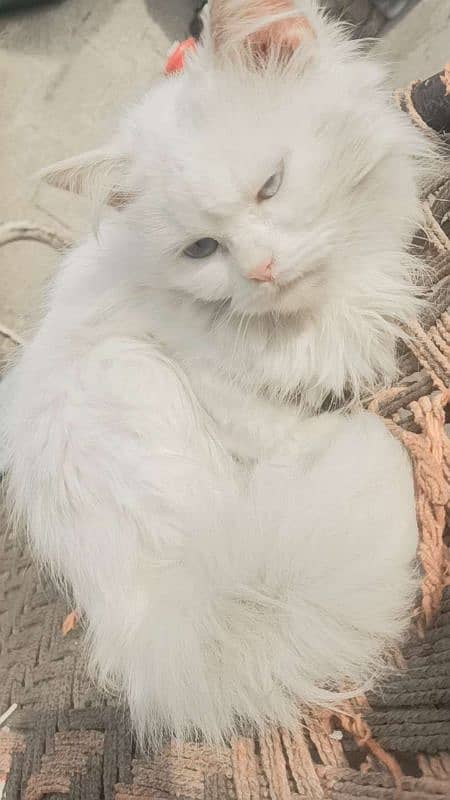 Persian cat sell 1