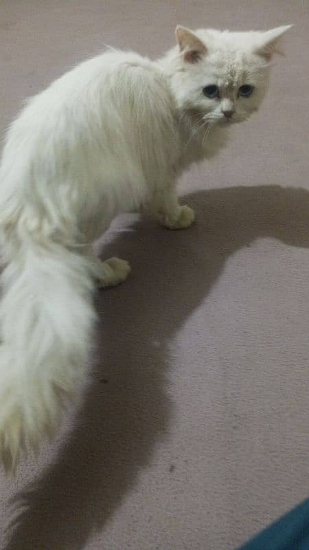 Persian cat sell 3