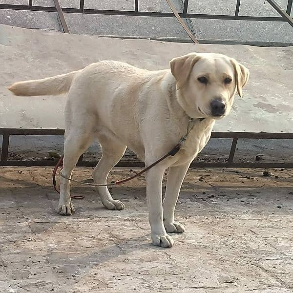 Labrador female for sale 1