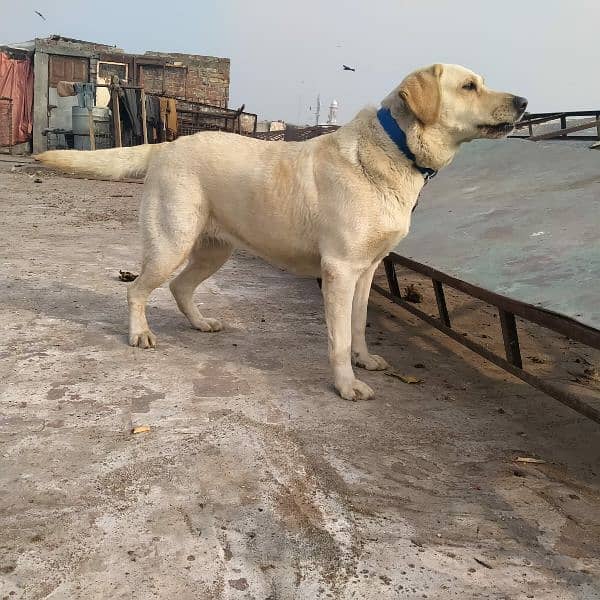 Labrador female for sale 2