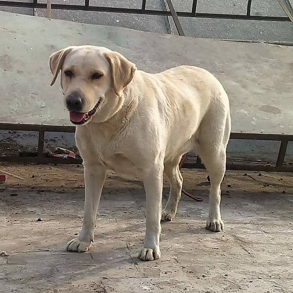 Labrador female for sale 3