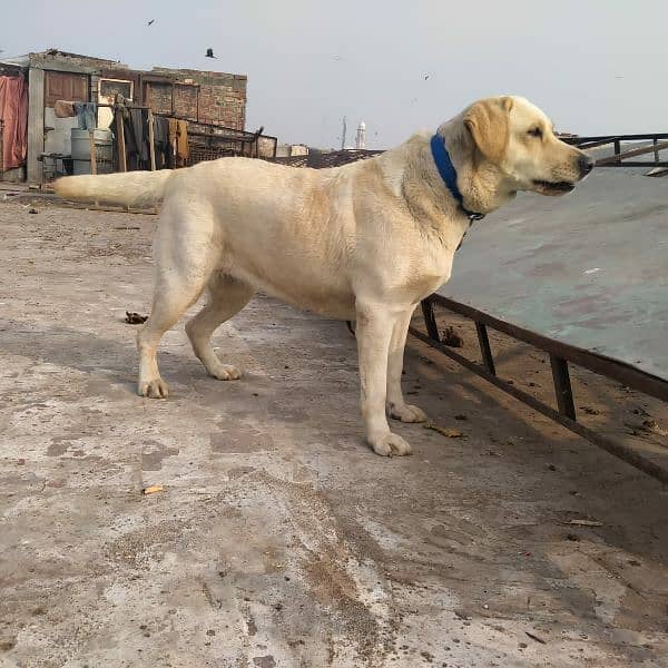 Labrador female for sale 4