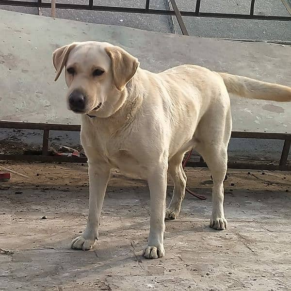 Labrador female for sale 5