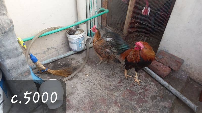 thai aseel pair for sale 2